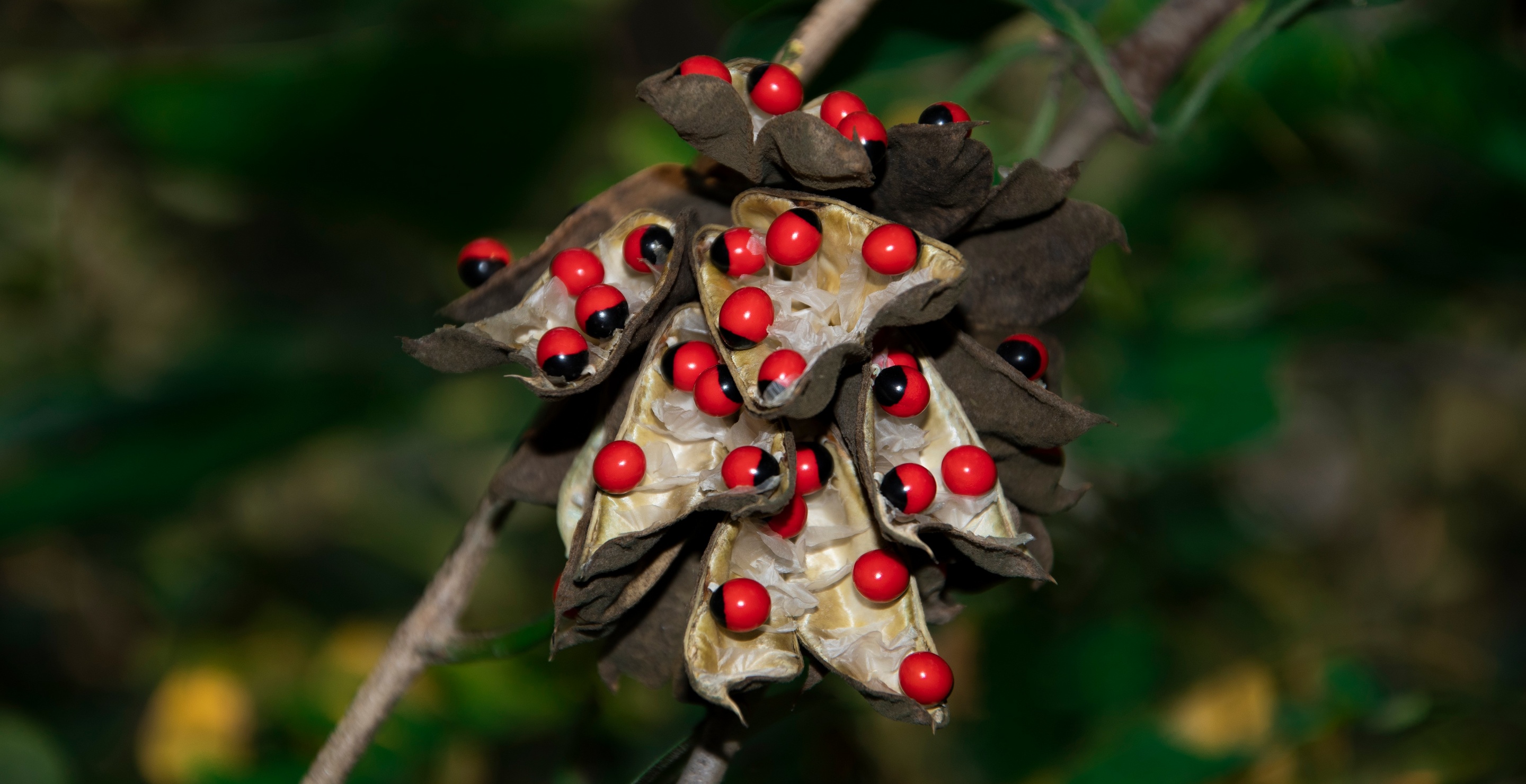 Couple Who Allegedly Used Homemade Poison On Tinder Dates In Wisconsin Made It From Invasive Plant