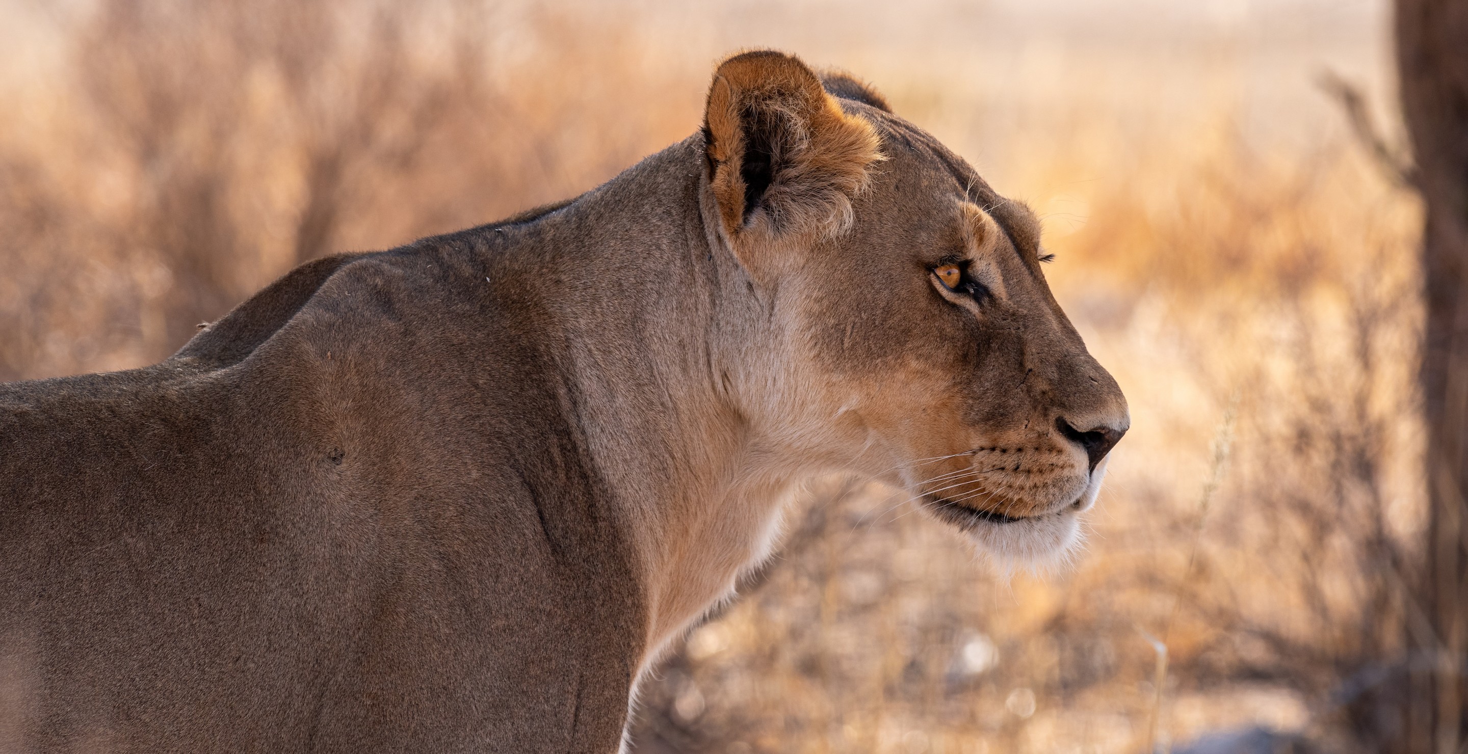 Lion Mauls Businessman To Death During Safari Trip After Going To The Bathroom