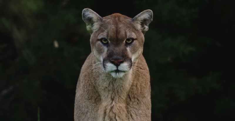 Mountain Lion