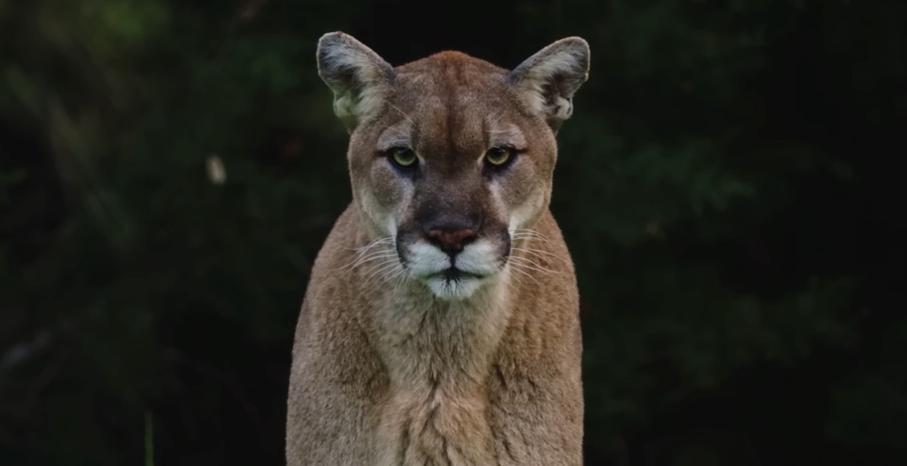 Hero Father Saves His 4YearOld Child Who Was Bitten By Mountain Lion