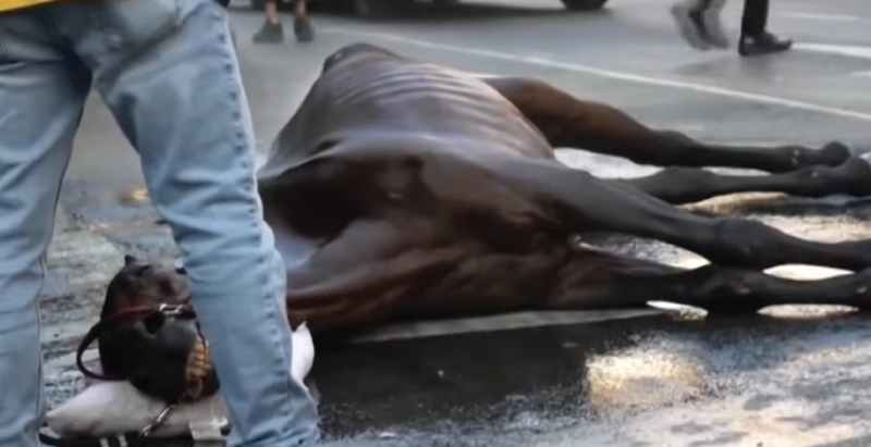 Ryder Horse Collapse