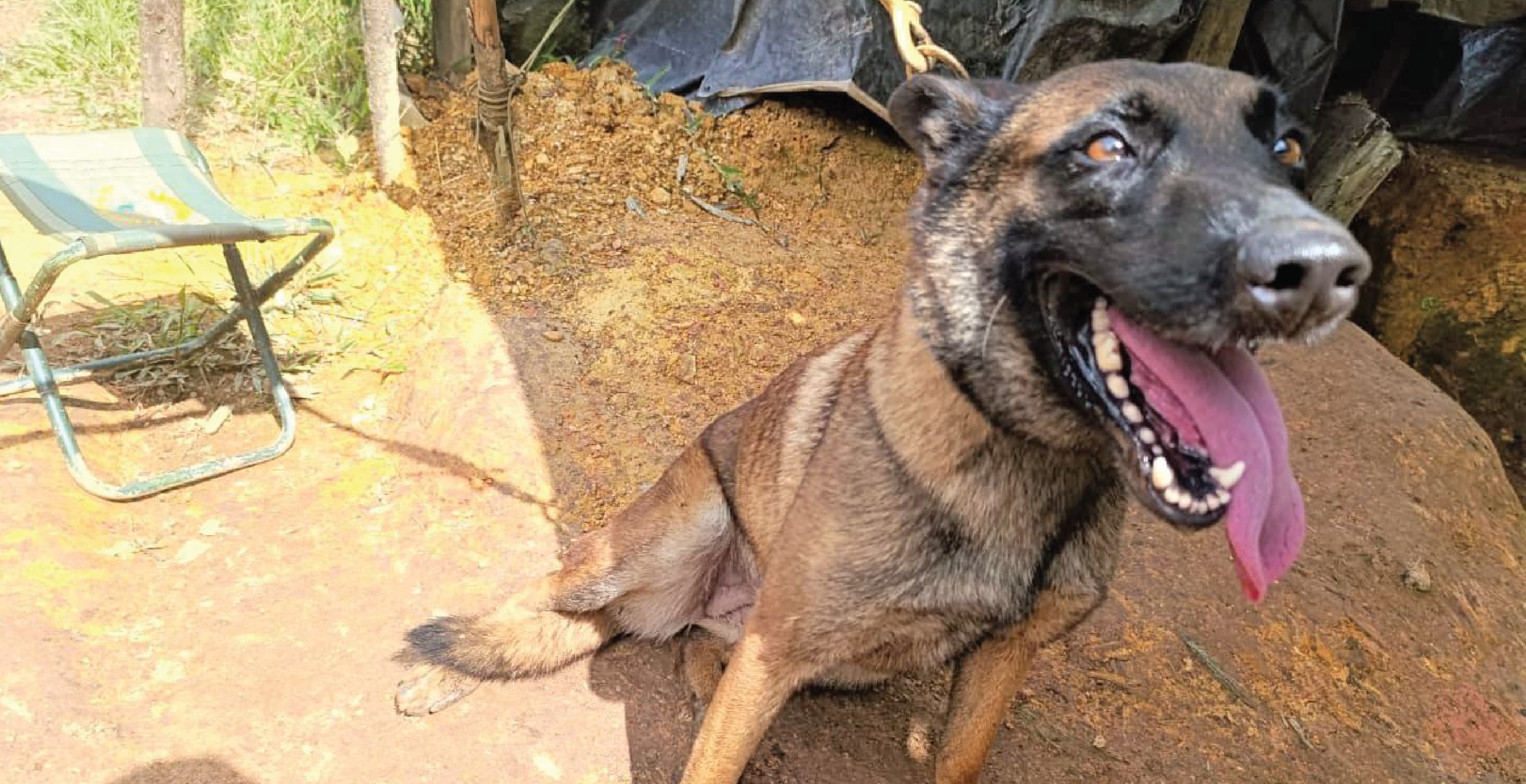 Sansón, Colombian Bomb-Sniffing Dog