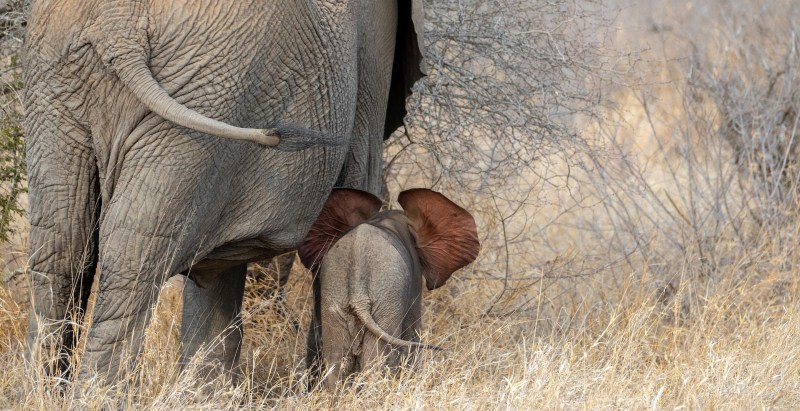 Elephant Tramples And Kills 2 Tourists In Zambia