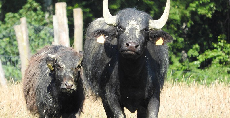 Farmer Killed By Water Buffaloes One Day After He Bought Them At Auction