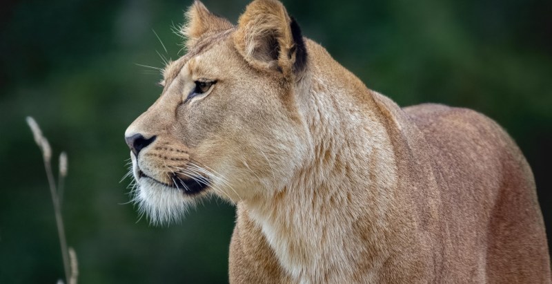 Owners Of Pet Lion Arrested After It Attacks Mom And Two Kids