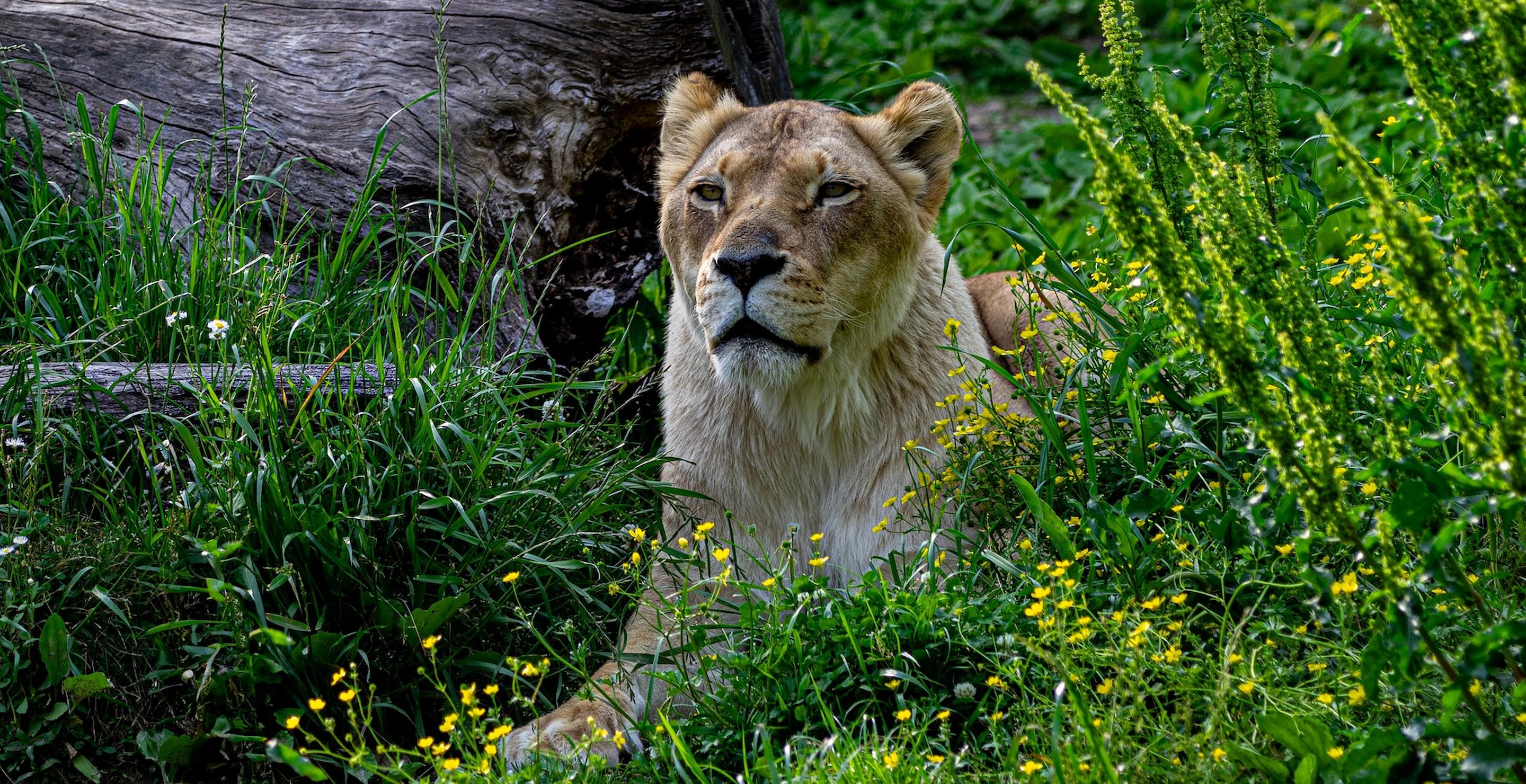 Woman Horrifically Has Arm Mauled Off By Lion At Zoo