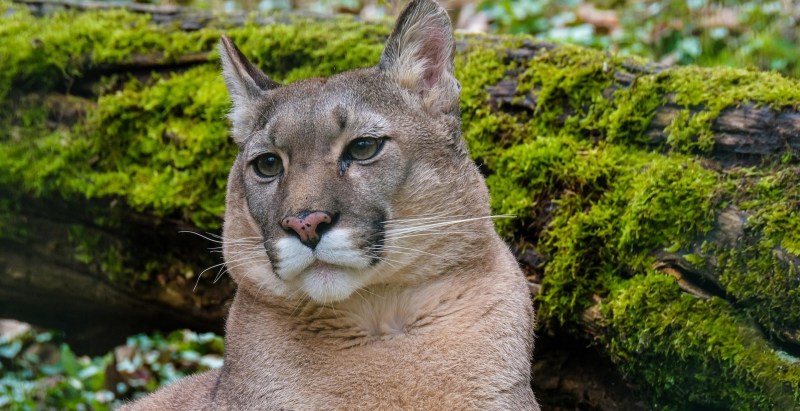 11-Year-Old Mauled By Mountain Lion In Terrifying Attack