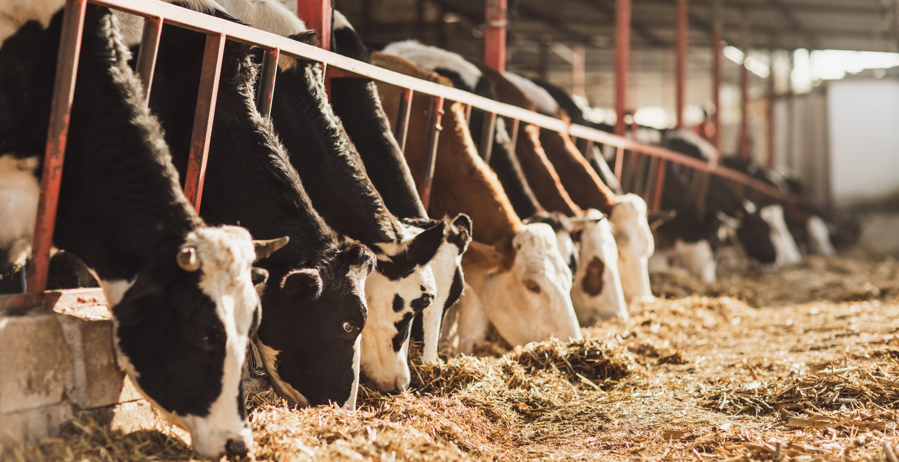 6 People Die In Freak Dairy Accident At Colorado Farm
