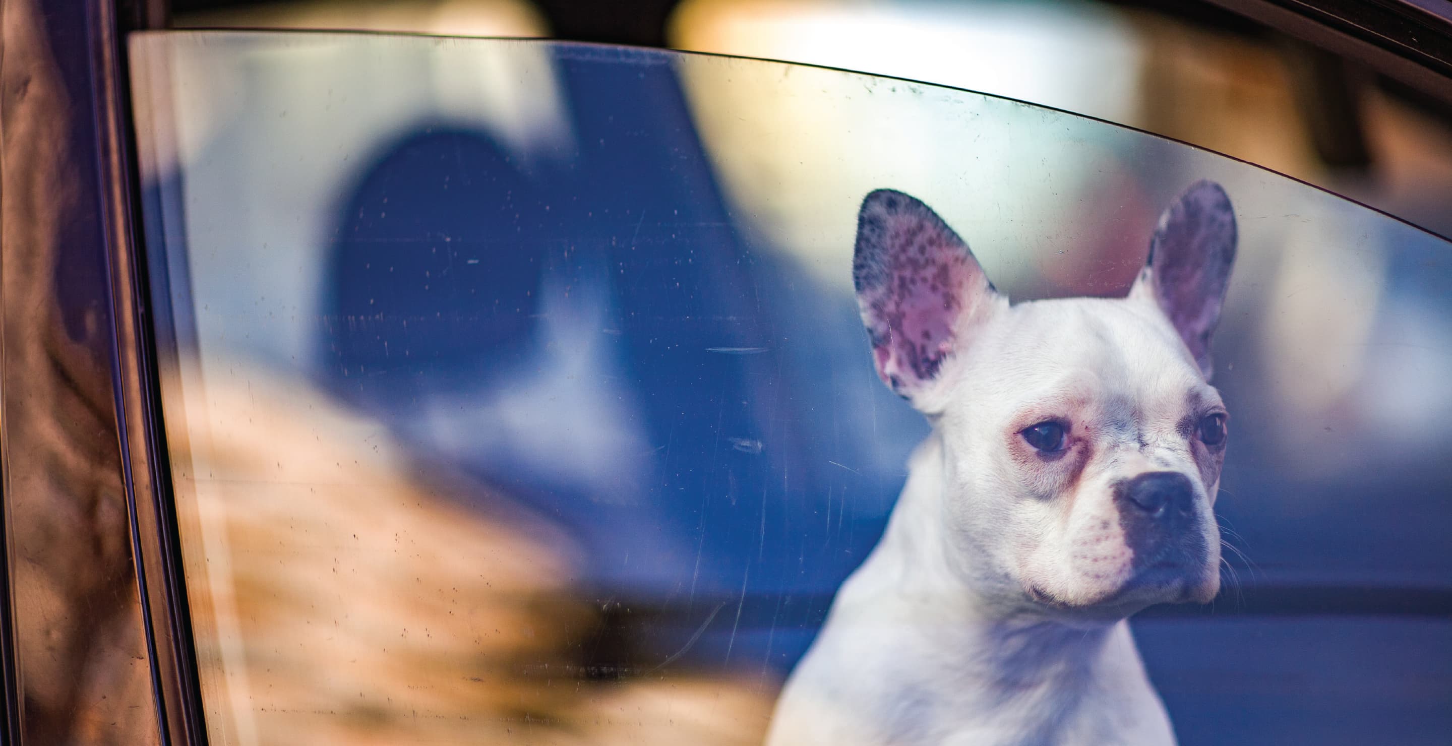 French Bulldog In Car