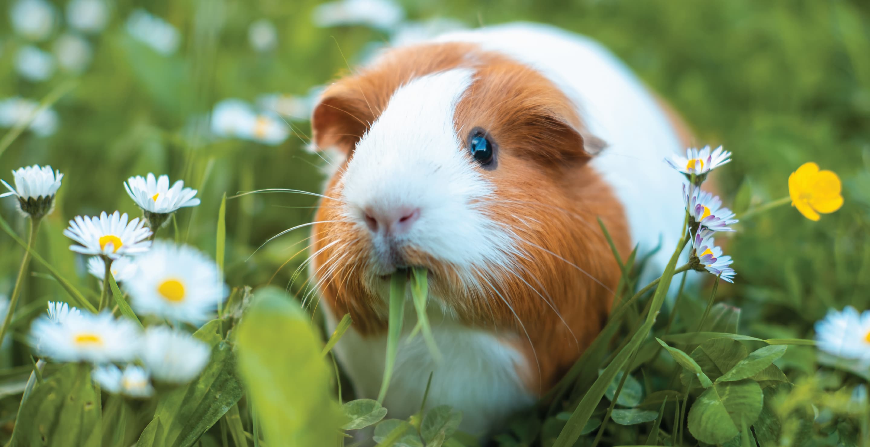 Guinea Pig