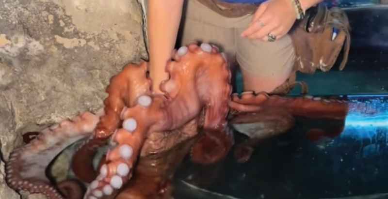 Octopus San Antonio Aquarium