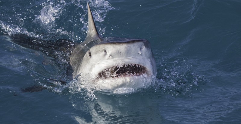 The Miracle That Stopped A Surfer From Becoming Shark Food