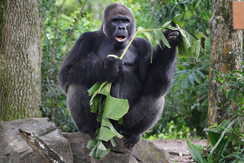 Animal-Kingdom-Oldest-Gorilla-Death