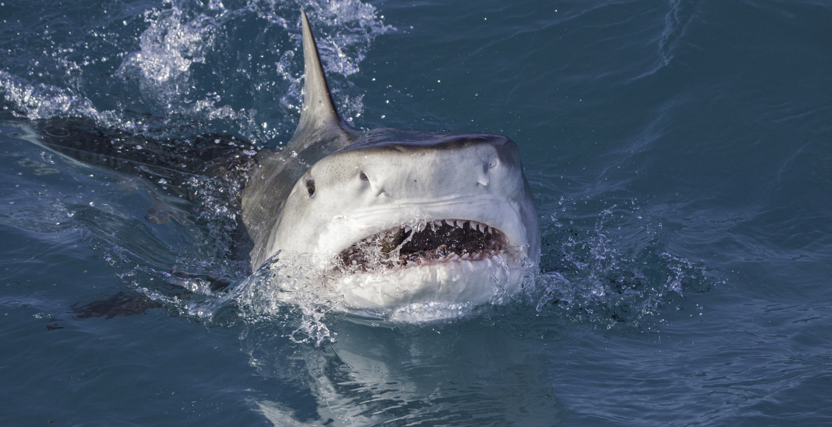 Florida Fisherman Survived Battle With Six-Foot Shark, Barely