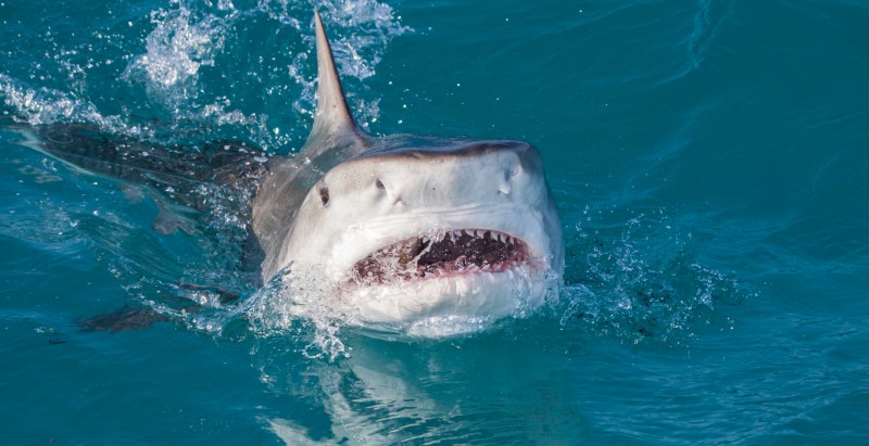Florida Fisherman Survived Battle With Six-Foot Shark, Barely