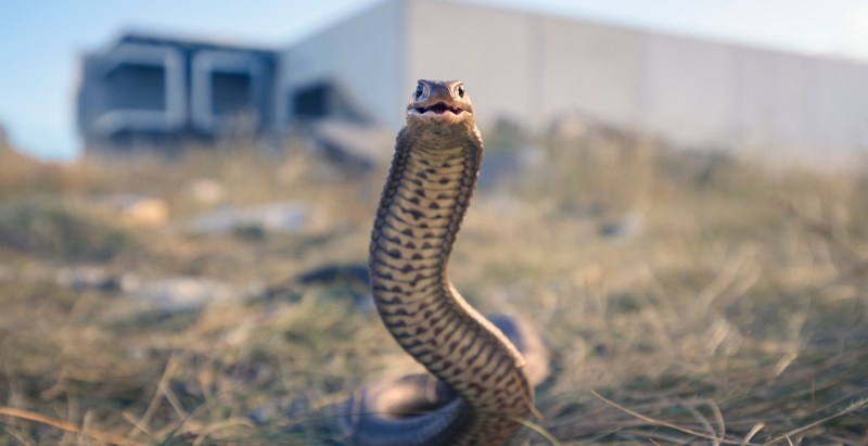 Hiker Suffered for 10 Hours After Being Bitten by a Snake