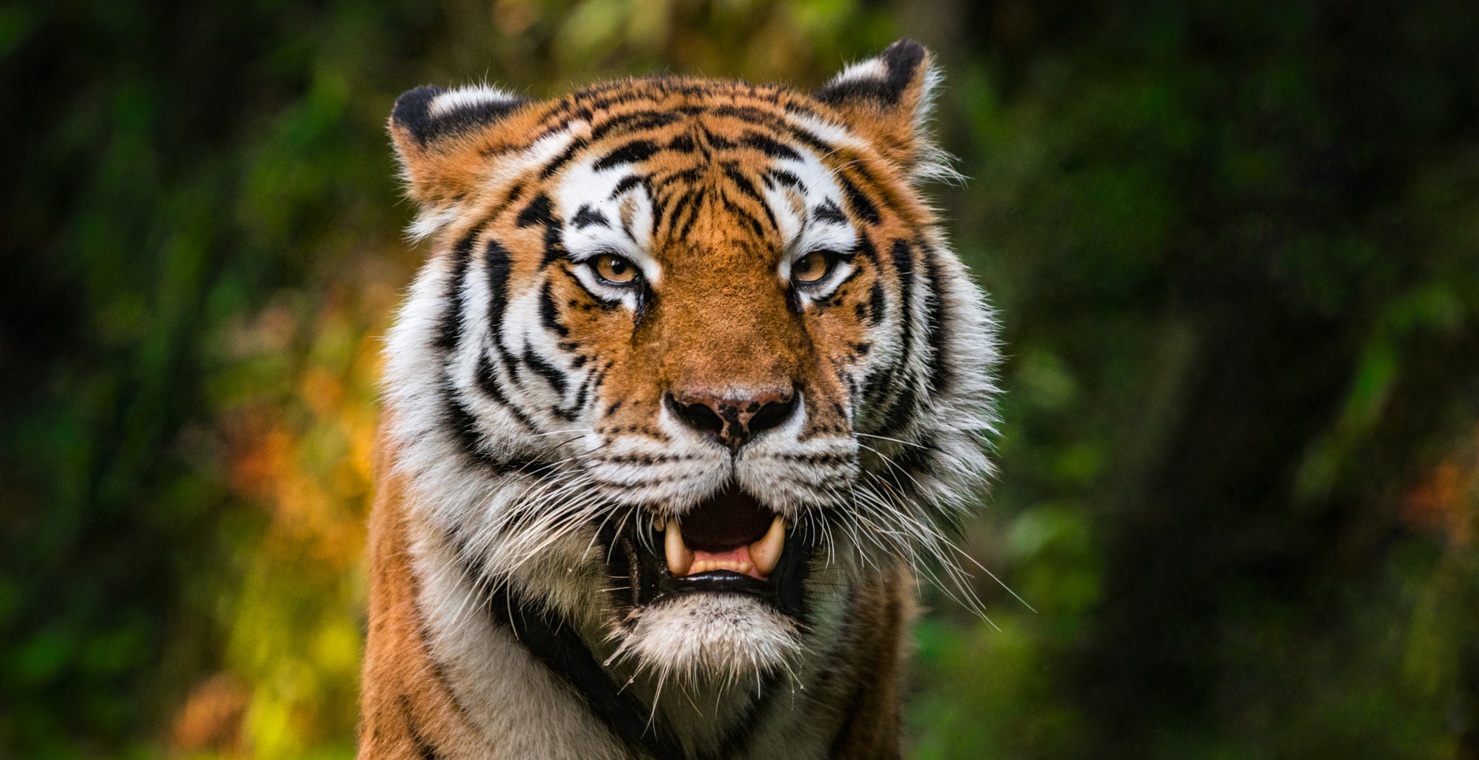 Major New Details In Fatal Mauling Of Joe Exotic Colleague By Tiger