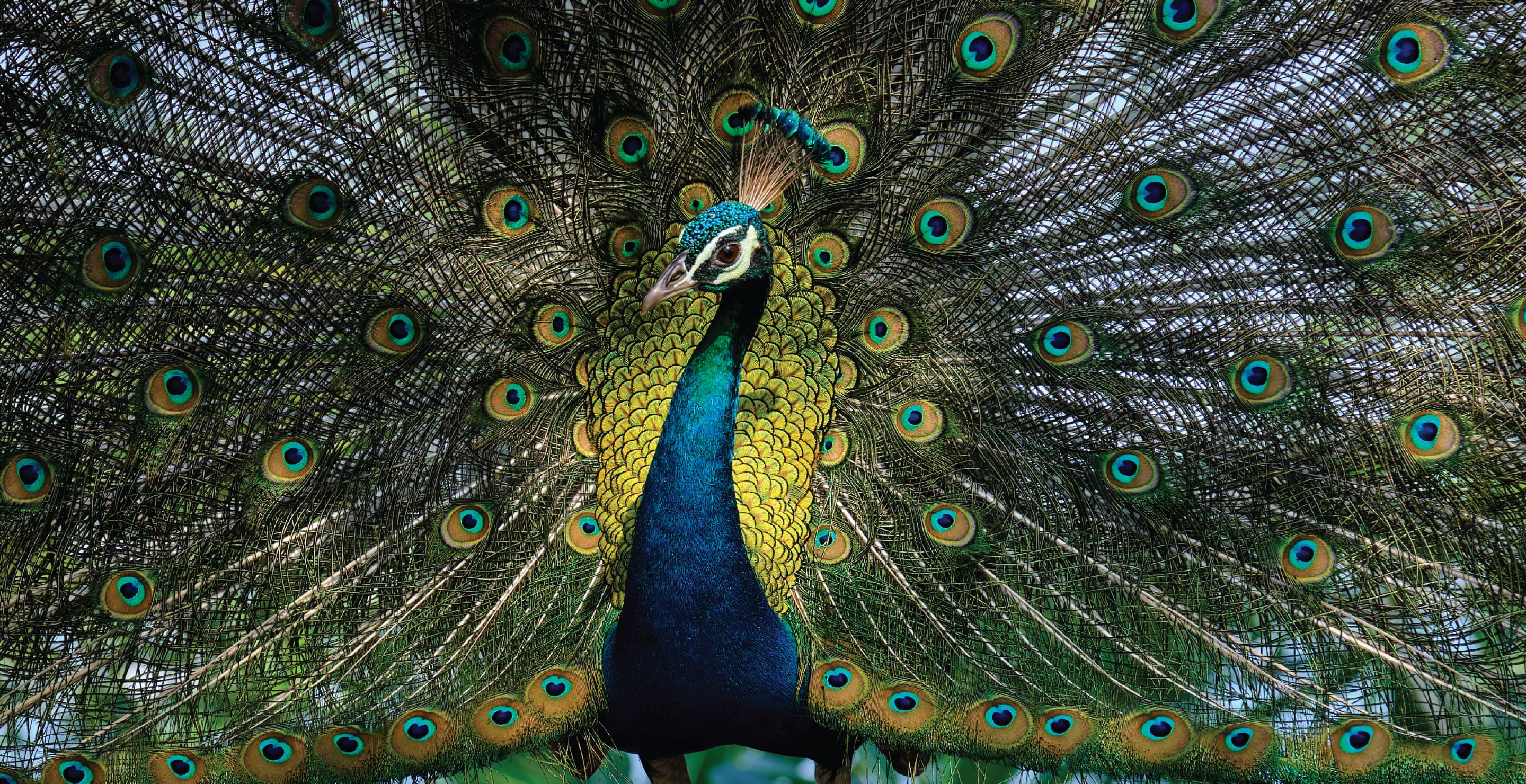 Peacock