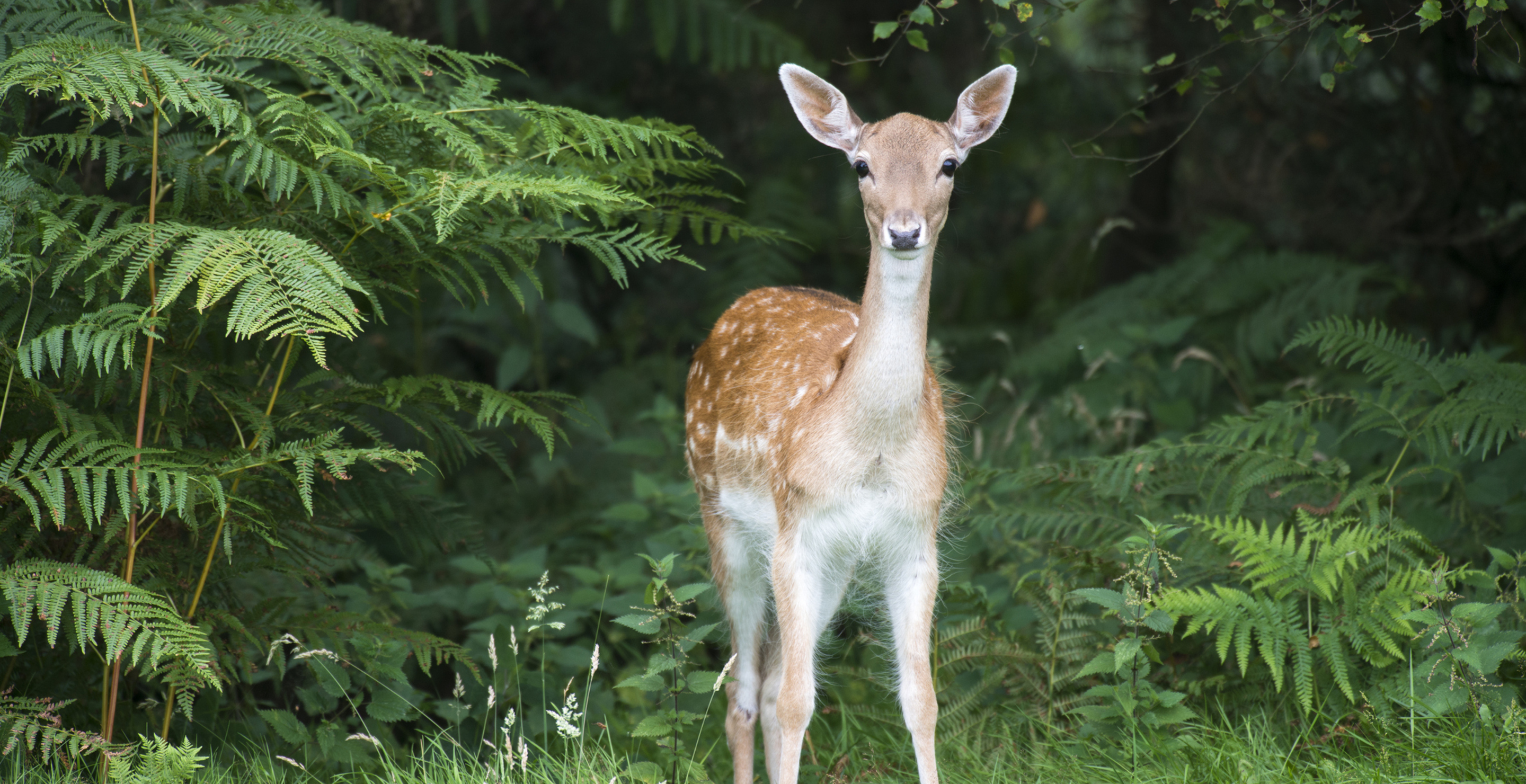 Python Pukes Up Entire Deer In Wild Moment