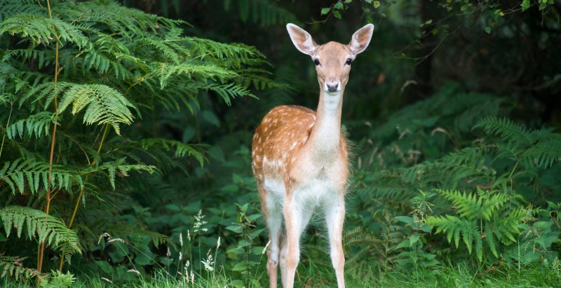Python Pukes Up Entire Deer In Wild Moment