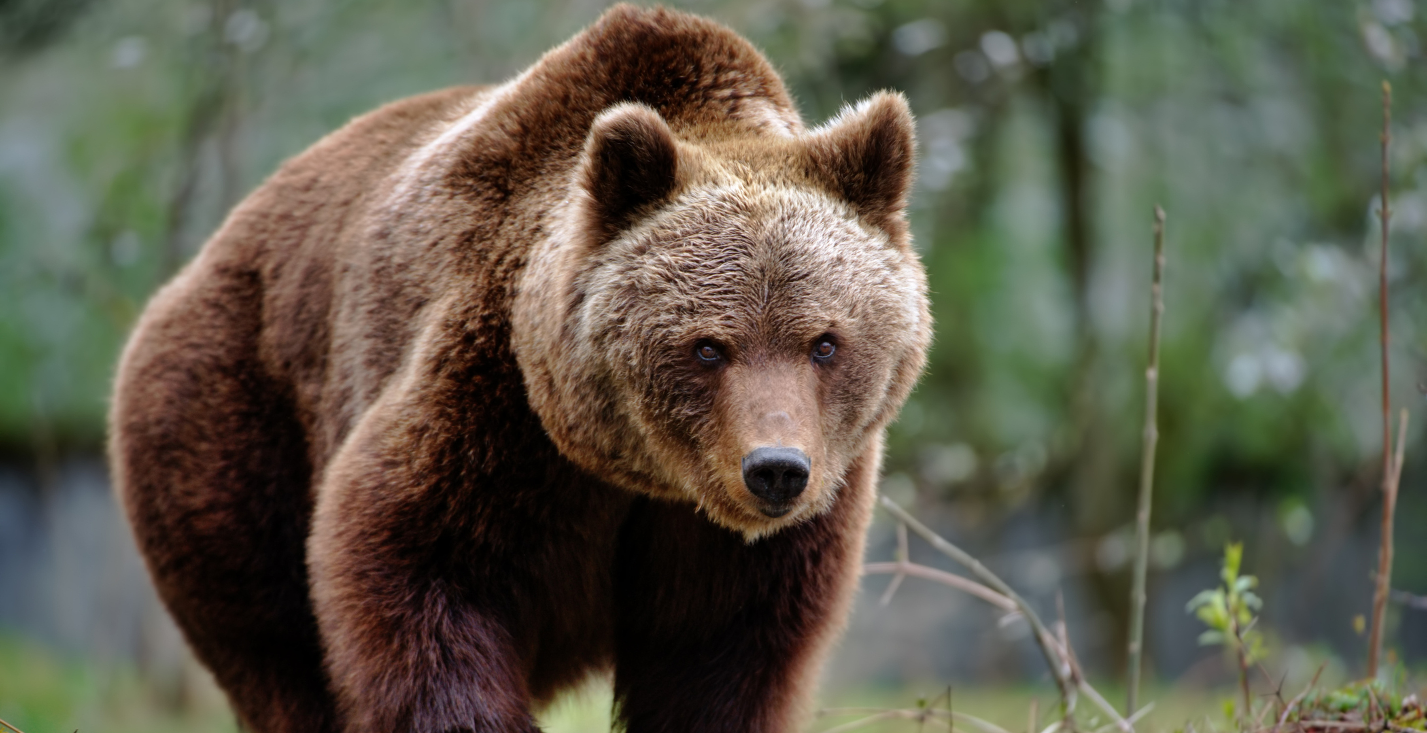 Two Alaskan Hikers Dismiss Classic Saying And Fight Brown Bear, And Live