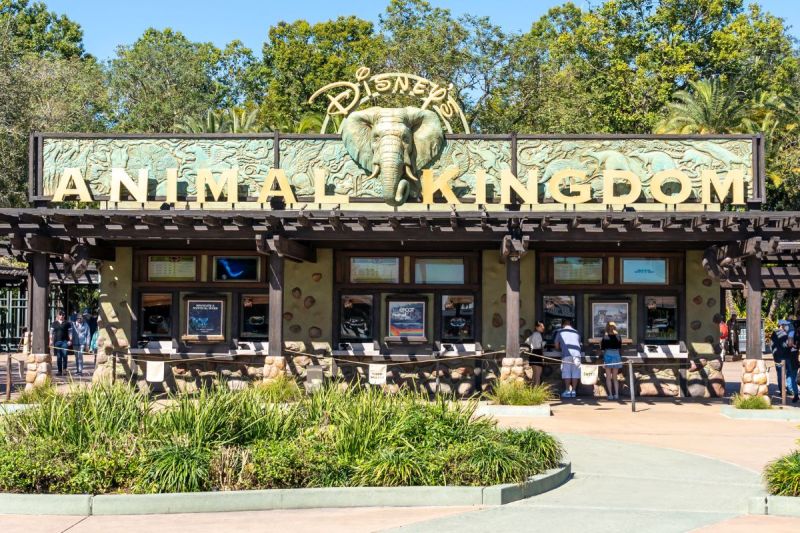 disneys-animal-kingdoms-oldest-gorilla-dies-at-44