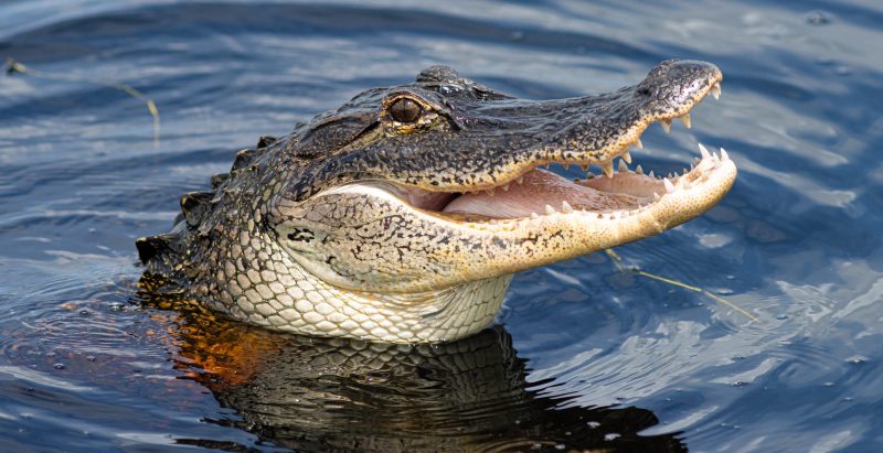 Man’s Emotional Support Alligator Denied Entry Into Walmart Despite Years Of Visits