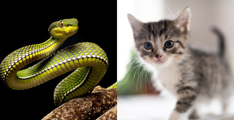 Teacher Accused Of Feeding Kitten To Snake In Texas