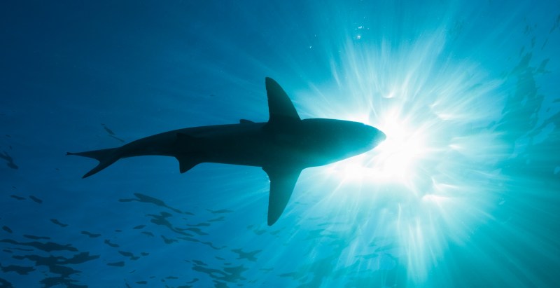 Teen Who Lost Limbs In Shark Attack Has Goals Of Becoming Paralympic Athlete