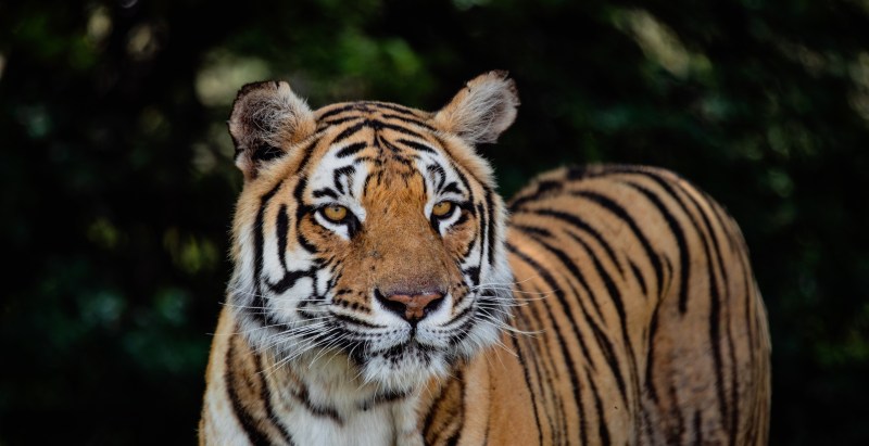 Terrifying Moment Tiger Attacks Vet At Zoo