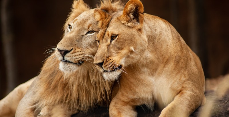 Zookeeper Mauled To Death By Pack Of Lions In Front Of Terrified Visitors