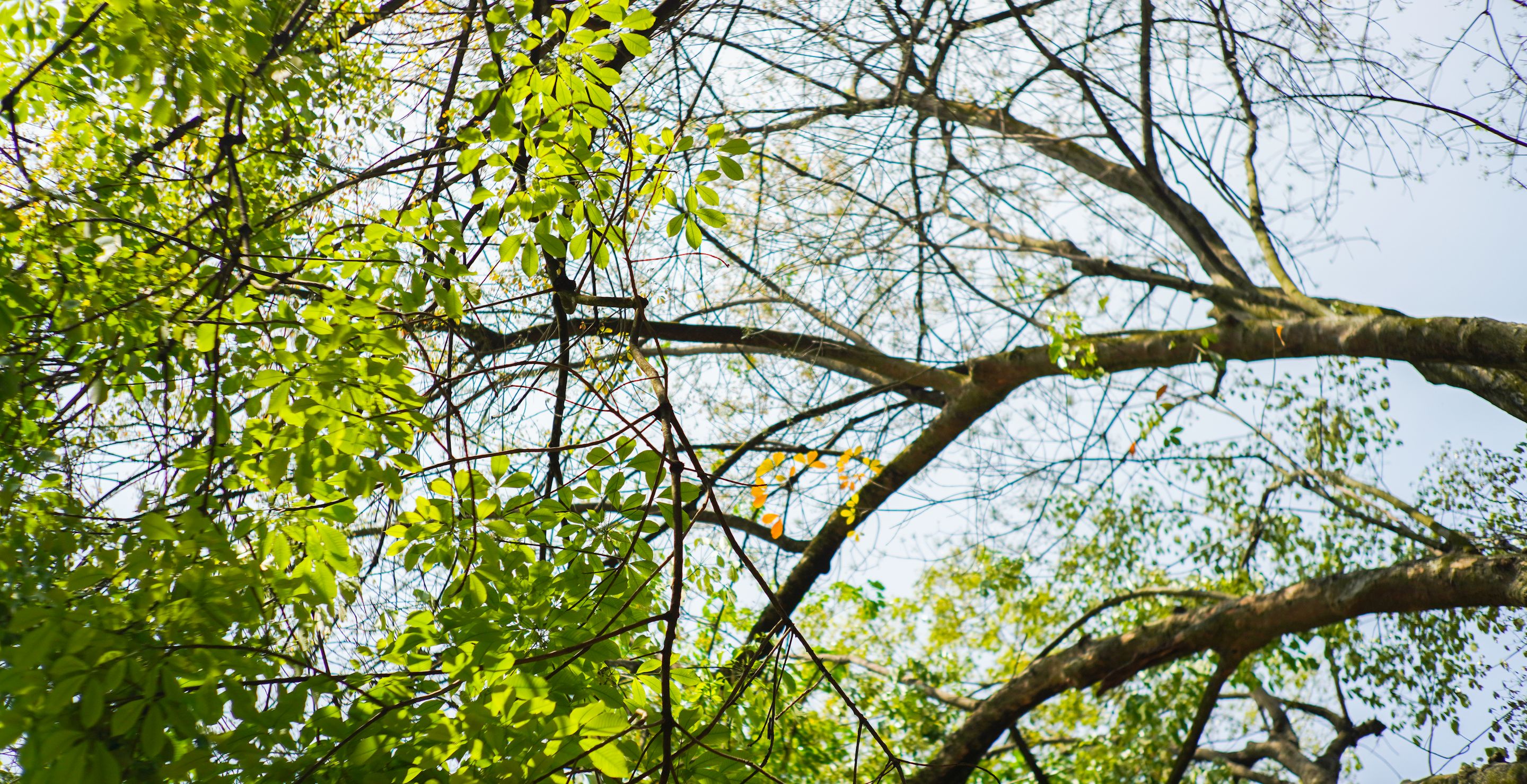 12-Year-Old Girl In "Miracle" Recovery After Head "Split Open" By Fallen Tree Branch