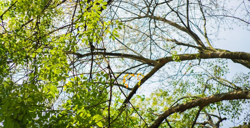 12-Year-Old Girl In "Miracle" Recovery After Head "Split Open" By Fallen Tree Branch