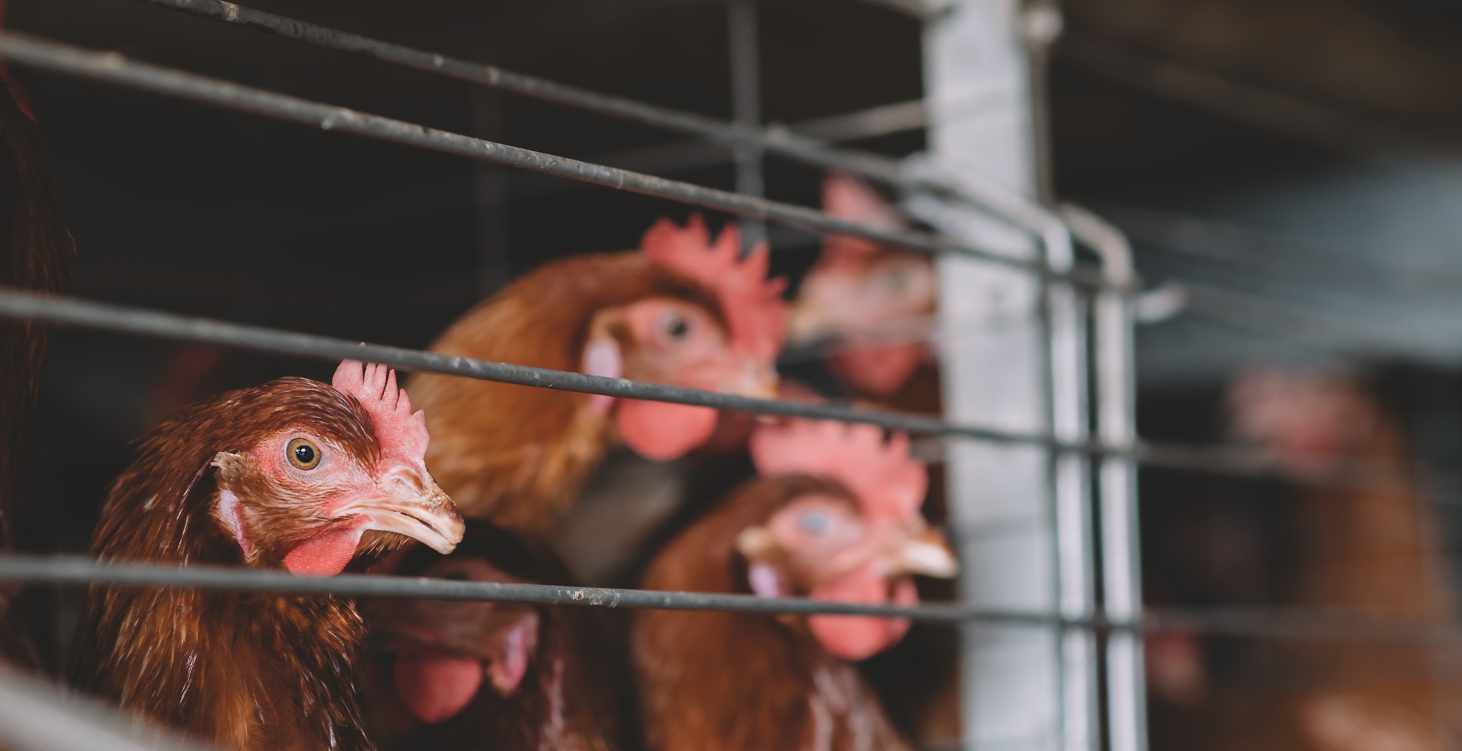 2 Arrested After 200 Wild Animals Found In "Squalor" Home