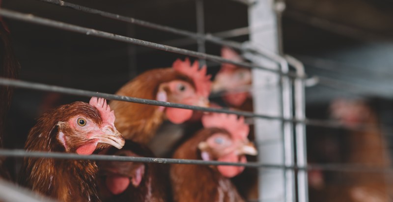 2 Arrested After 200 Wild Animals Found In "Squalor" Home