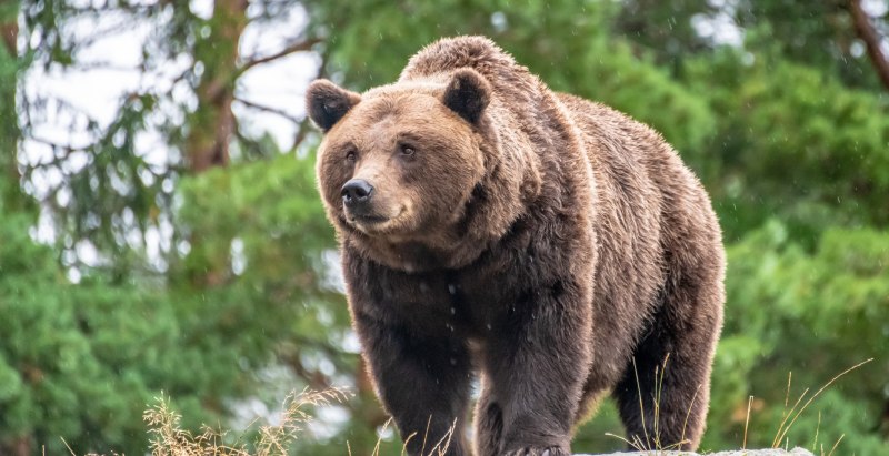 3 People Mauled To Death By Bears In Span Of A Week