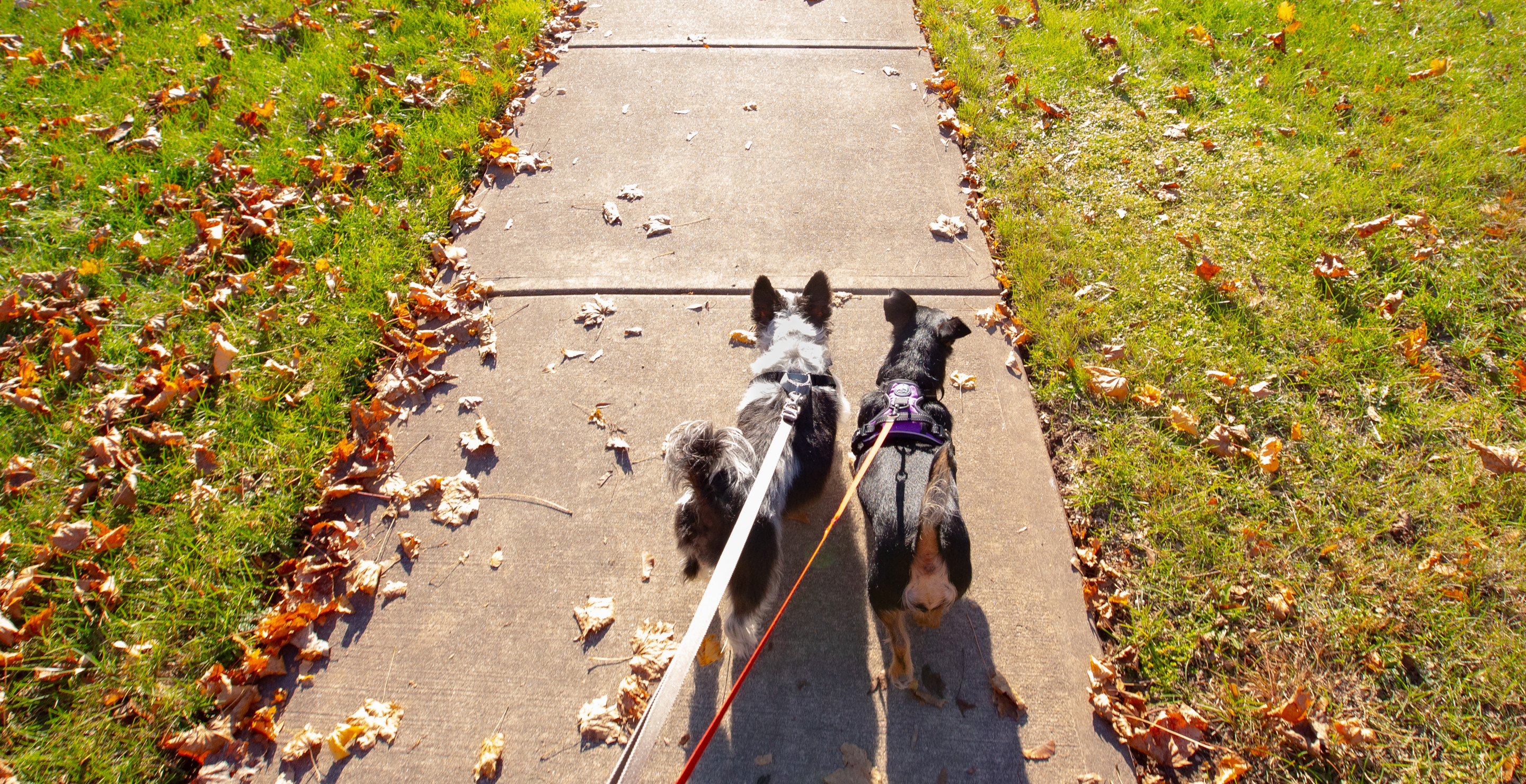 Private Chef Discovered Dead A Week After Walking His Two Dogs In Alabama