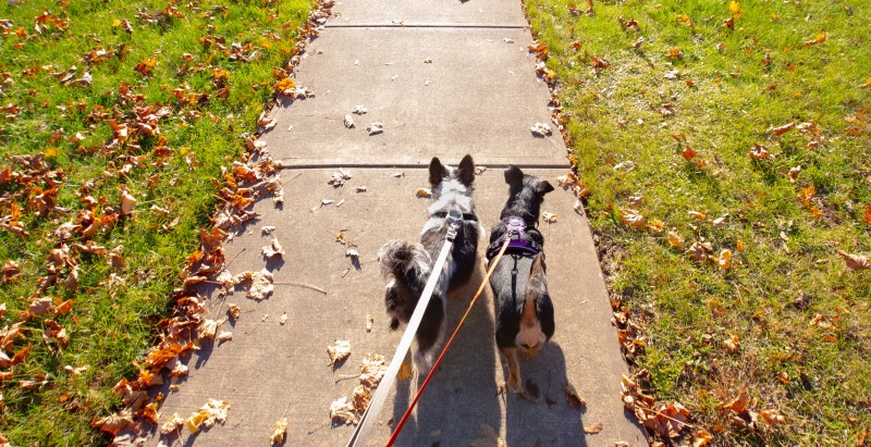 Private Chef Discovered Dead A Week After Walking His Two Dogs In Alabama