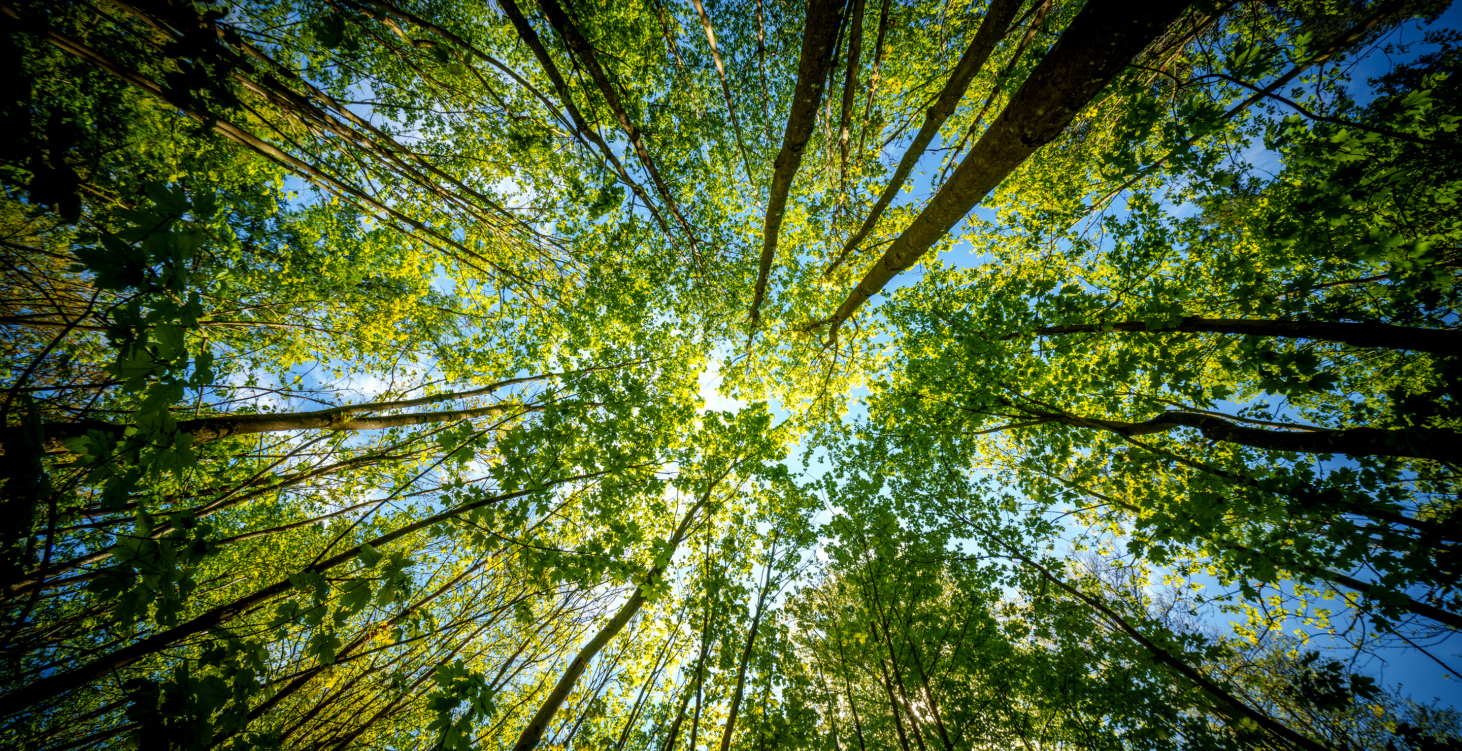 Third Hunter Found Dead In Same Colorado Forest Where 2 Hunters Were Struck By Lightning