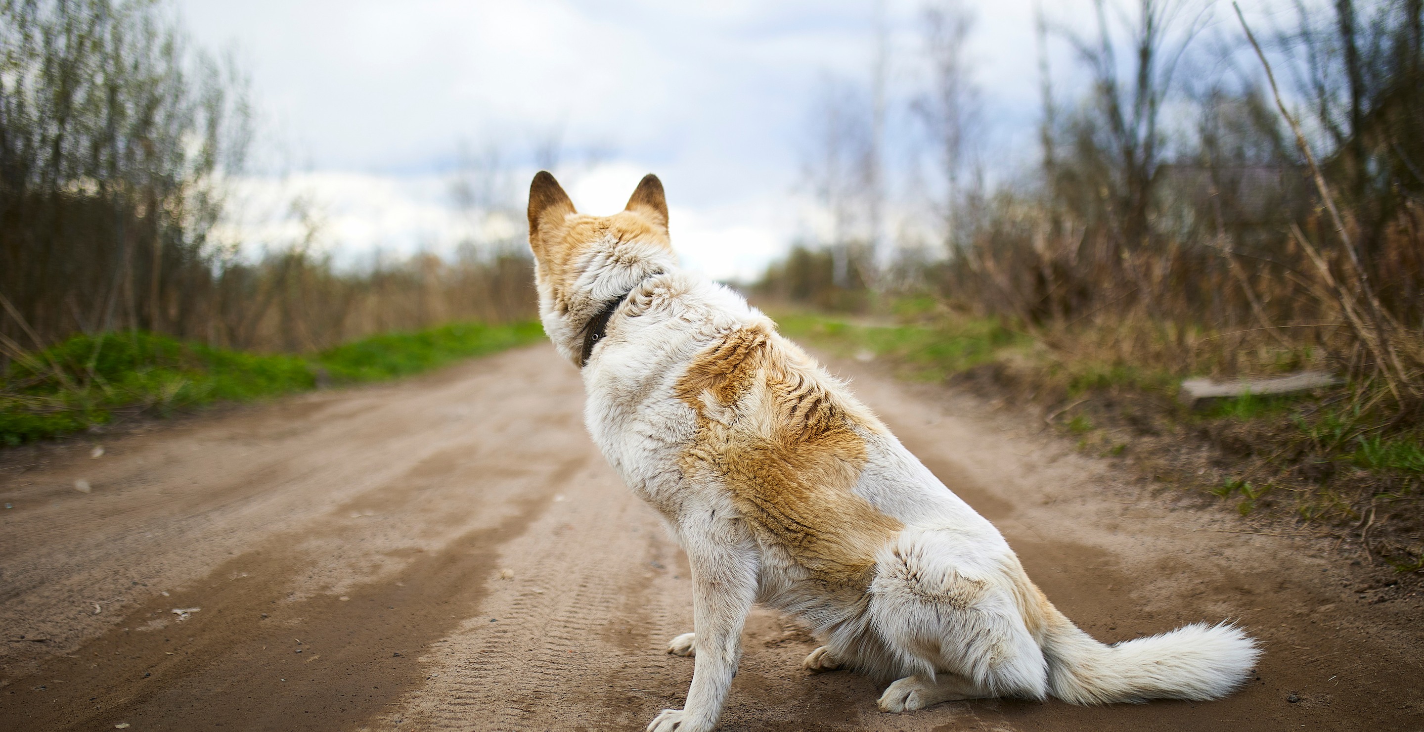 AI Helps Find Blind Dog 33 Days After Going Missing During Thunderstorm