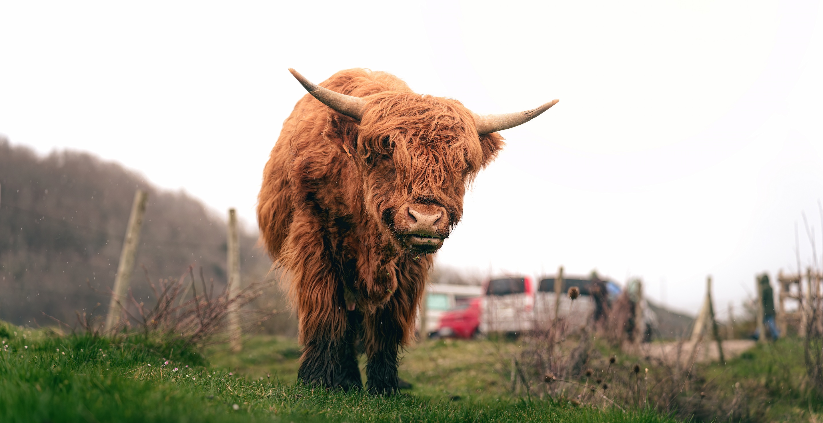 Cow Severely Injures Mother Of Bride During Wedding