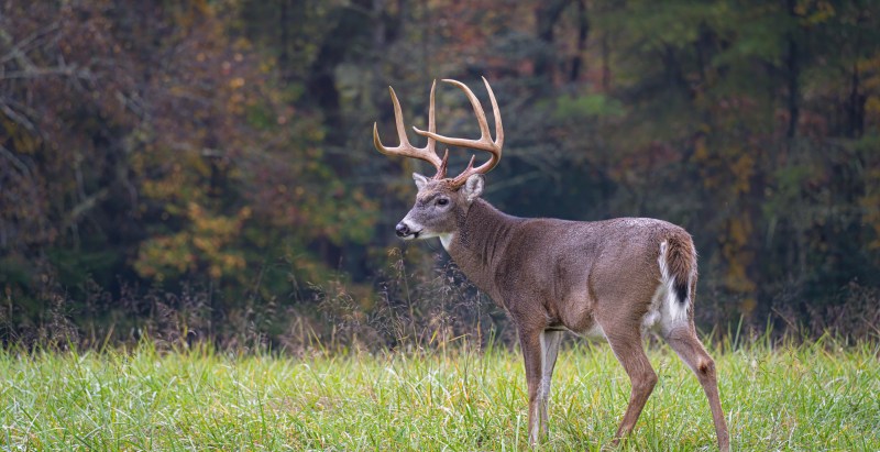 Deer Trapped Between Highway Barriers Rescued In Michigan