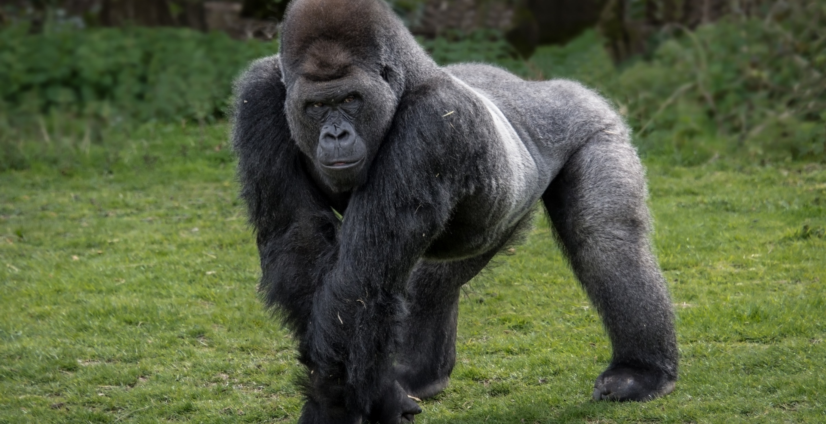 San Diego Zoo Gorilla Cracks Glass Of Enclosure In Shocking Video