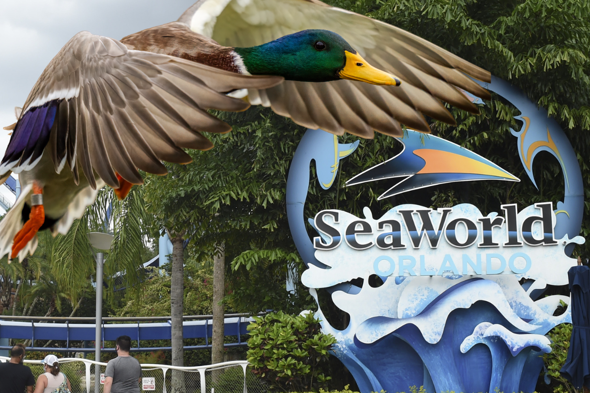 seaworld-guest-files-lawsuit-after-allegedly-being-knocked-unconscious-by-duck-while-on-ride