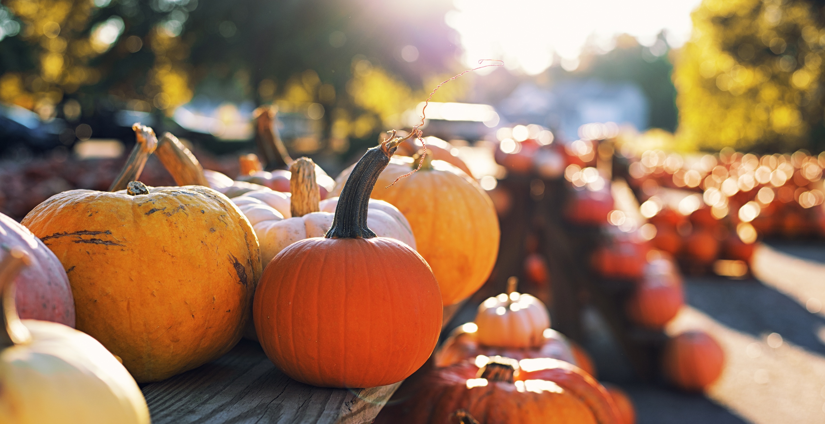Someone Stole More Than $6K Of Ohio Farmer's Pumpkins