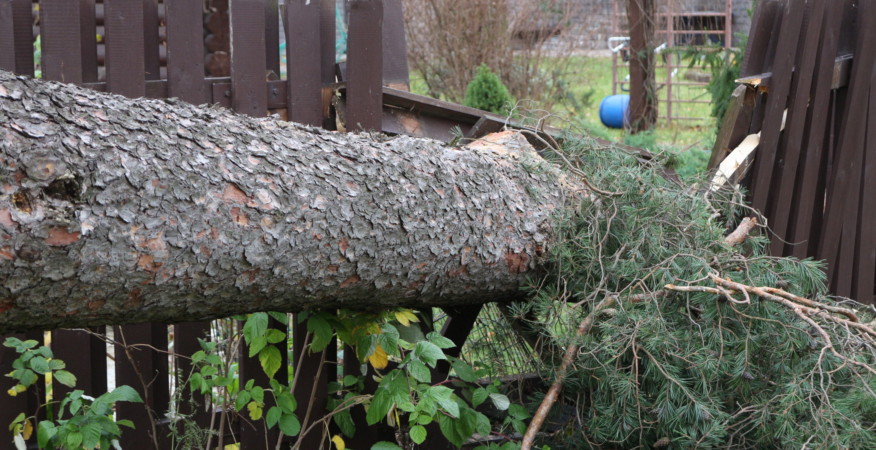 70-Year-Old Grandma Survives After Tree Goes Crashing Through Her Apartment