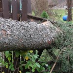 70-Year-Old Grandma Survives After Tree Goes Crashing Through Her Apartment