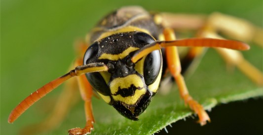Idaho Principle And His Son Were Stung To Death By Hornets On Holiday