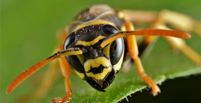 Idaho Principle And His Son Were Stung To Death By Hornets On Holiday