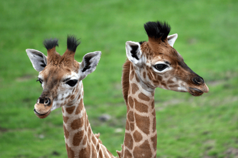 clueless-star-offers-50000-reward-for-any-information-regarding-missing-virginia-zoo-baby-giraffes